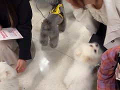 -帕帕拉兹宠物(亚洲旗舰店)