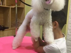 -瑞鹏宠物医院·爱宠堂·骨外专科(西荷分院)