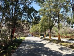 -上海海湾国家森林公园