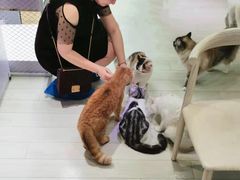 -喵的天空名猫咖啡馆·撸猫·猫舍·用品
