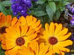 -东方体育中心(地铁站)