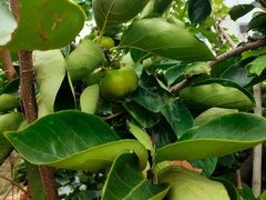 -老袁家蜜桃农场·阳山水蜜桃