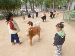 -上美四季动物农场