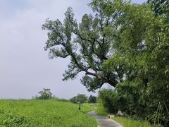 -良渚古城遗址公园