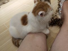-momokira米努特·德文卷毛猫·棉花面纱犬