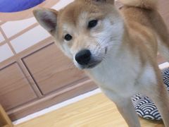 -柴源莊·柴小宠柴犬咖啡