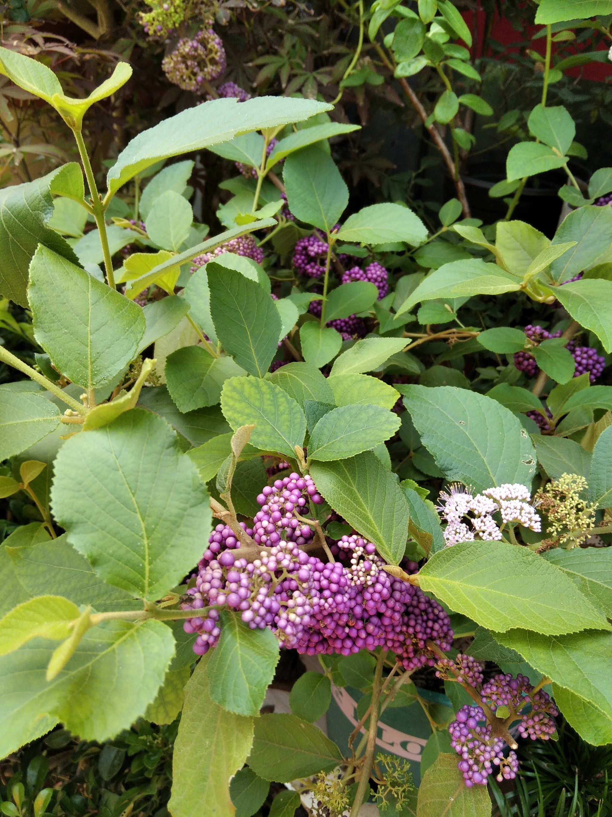 每天认识一种植物|紫珠