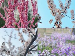 -永定河休闲森林公园