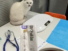 -伟伟宠物医院·CT影像中心·瑞派犬猫综合性门诊(汉口总院)