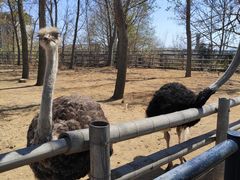 -大连森林动物园