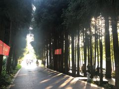 -武陵山森林公园