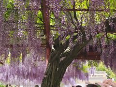 -嘉定紫藤园