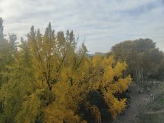 -武汉大学-樱园