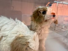 -翊宠yipet猫狗购宠庄园犬舍•猫舍