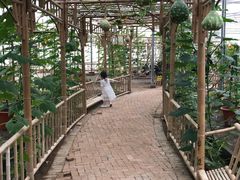 -上海都市菜园