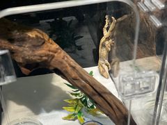 -酷以爬仙阁实体爬宠店·守宫·蜥蜴·专业繁育