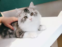-飞行喵MR PILOT|猫舍·猫咖(静安大融城店)