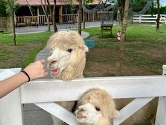 -云栖山谷野奢营地