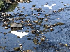 -杨柳河(地铁站)