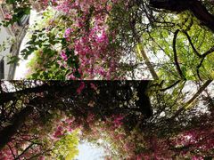 -深圳国际园林花卉博览园