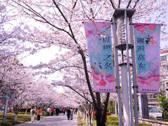 -高东镇樱花园