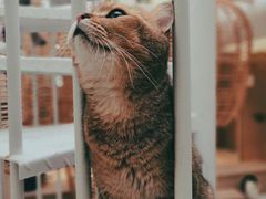-Umiao与猫咖啡 猫咖
