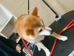 -佳雯宠物医院·皮肤科·内外科(春晓路分院)