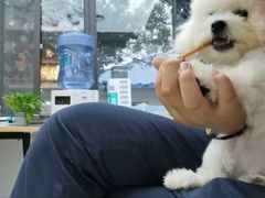 -翊宠yipet猫狗购宠庄园犬舍•猫舍