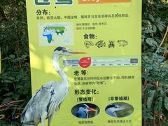 -广州长隆飞鸟乐园