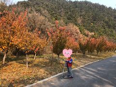 -金龙寺国家森林公园