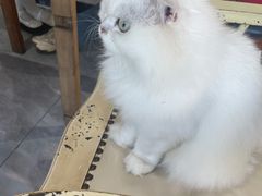 -猫小院猫主题餐厅(南锣旗舰店)