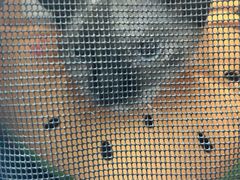 -纳吉亚猫专科动物诊疗中心(蒋宅口分院)