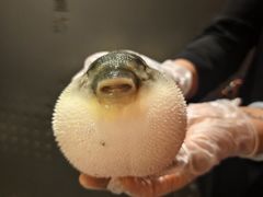 -肆月河豚·新淮扬菜·烤鸭(中关村店)