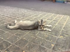 -猫岛主趣味餐厅(鼓浪屿店)