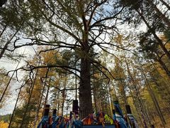 -莫尔道嘎国家森林公园