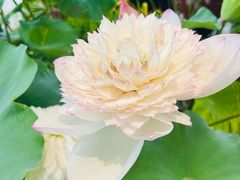 -上海植物园-4号门售票处