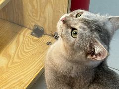 -平行世界·猫咖(首经贸店)