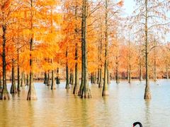 -池杉湖湿地公园