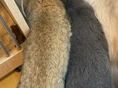 -有喵·猫咖·狗咖·30几只猫10只小狗(岗厦店)