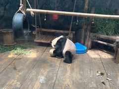 -深圳野生动物园