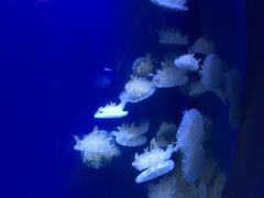 泉城极地海洋世界-泉城欧乐堡海洋极地世界