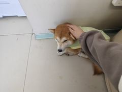 -怪兽屋·羊驼·猫咖·狗咖(俊华广场店)