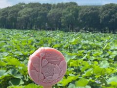 -荷塘月色湿地公园·向阳花洲