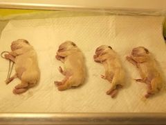 剖腹产-美联众合宠物医院·爱萌分院·内外科·猫科中心