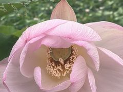 -七的湖·晚芳亭·阳澄湖农家菜·大闸蟹(莲花岛店)