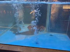 -九洲喜来登酒店湖月日餐厅