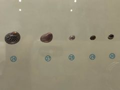 -青岛贝壳博物馆