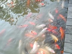 -大湾区中央湿地公园