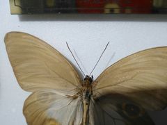 -上海昆虫博物馆