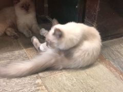 -猫咪博物馆(顶澳仔猫街店)